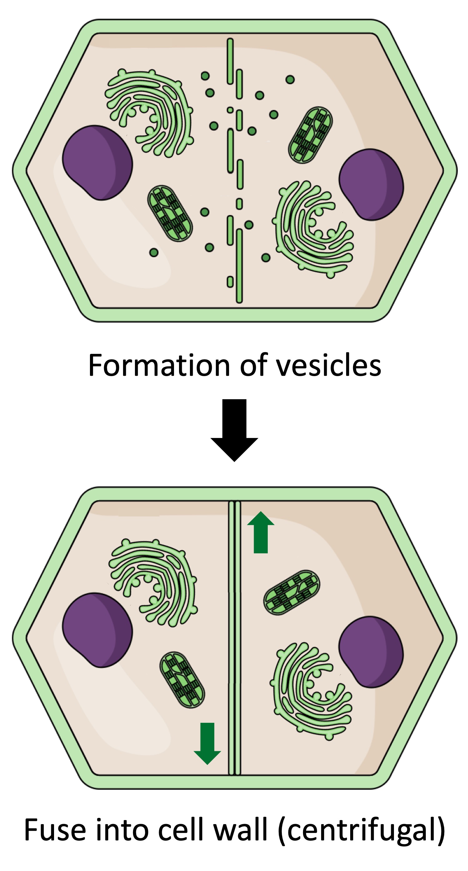 Cytokinesis Biology Diagrams